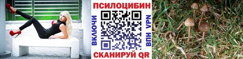 Галлюциногенные грибы Psilocybe  Купить где  Салаир 